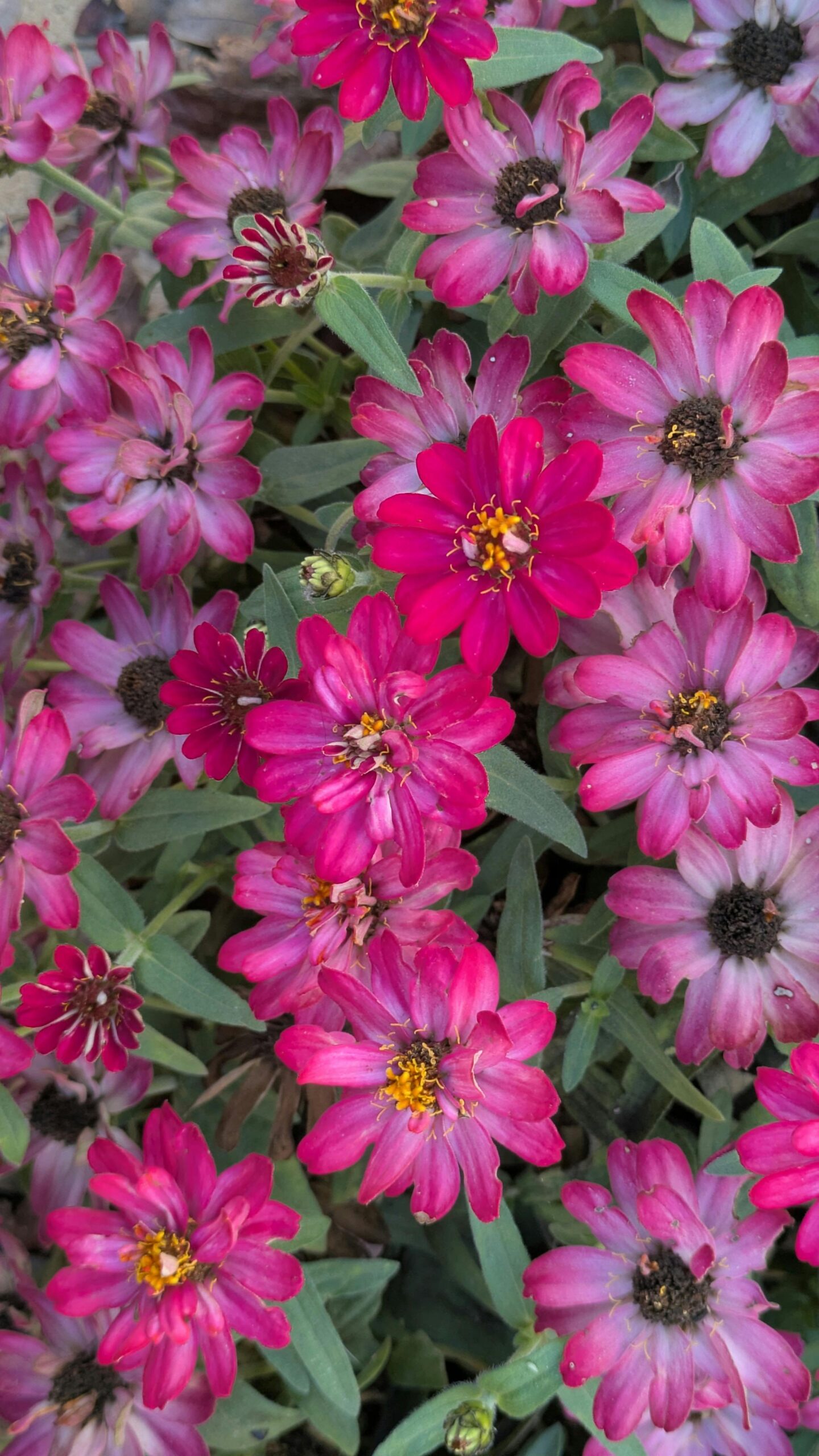 A cluster of vibrant pink zinnias in full bloom showcasing their beauty and rich color contrast.